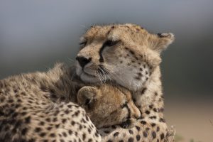 Câlin - Cheetah For Ever