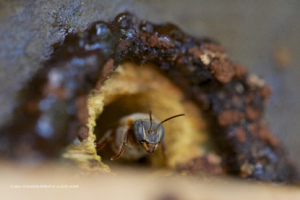 Montier Photo Festival