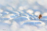 Montier Photo Festival