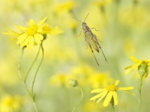 Montier Photo Festival