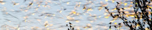 Des ailes milticolores