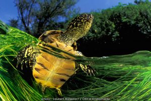 Montier Photo Festival