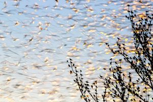 Des ailes multicolores