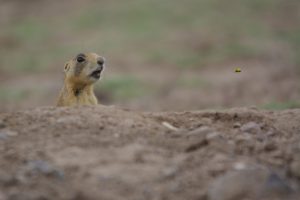 Montier Photo Festival