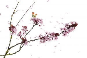 Imagesde nature revisitée - Stéphane HETTE
