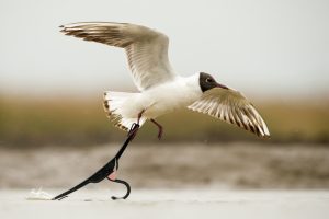 Montier Photo Festival