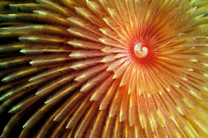 Montier Photo Festival
