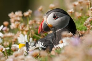 Montier Photo Festival