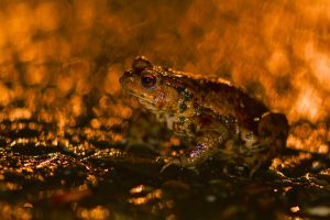 Montier Photo Festival