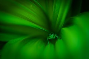 Montier Photo Festival