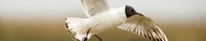Montier Photo Festival