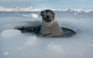 Montier Photo Festival