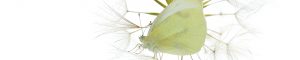 Montier Photo Festival