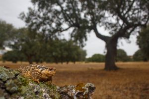 Montier Photo Festival