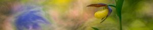 Montier Photo Festival
