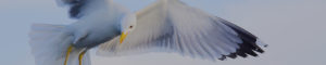 Montier Festival Photo - Concours 2016 - Oiseaux sauvages de pleine nature