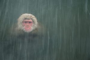Montier Photo Festival