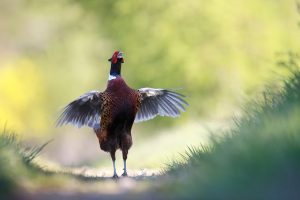 Montier Photo Festival