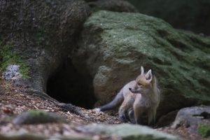 Montier Photo Festival