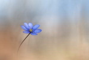 Montier Photo Festival