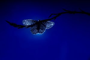 Montier Photo Festival