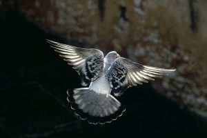 Montier Photo Festival