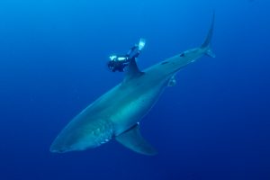 Conférence OCEAN, DERNIER TERRITOIRE SAUVAGE, Rencontre avec le grand requin blanc, les baleines et les cachalots