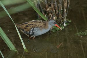 Montier Photo Festival