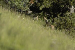 Montier Photo Festival