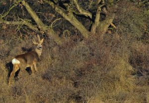 Montier Photo Festival