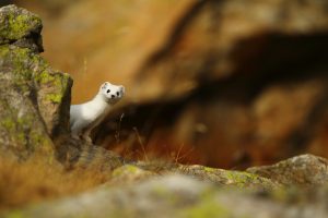 Montier Photo Festival