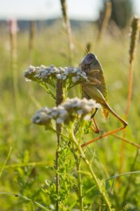 Montier Photo Festival
