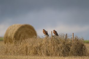 Montier Photo Festival
