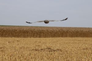 Montier Photo Festival