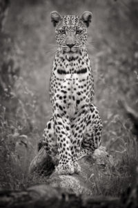Montier Photo Festival