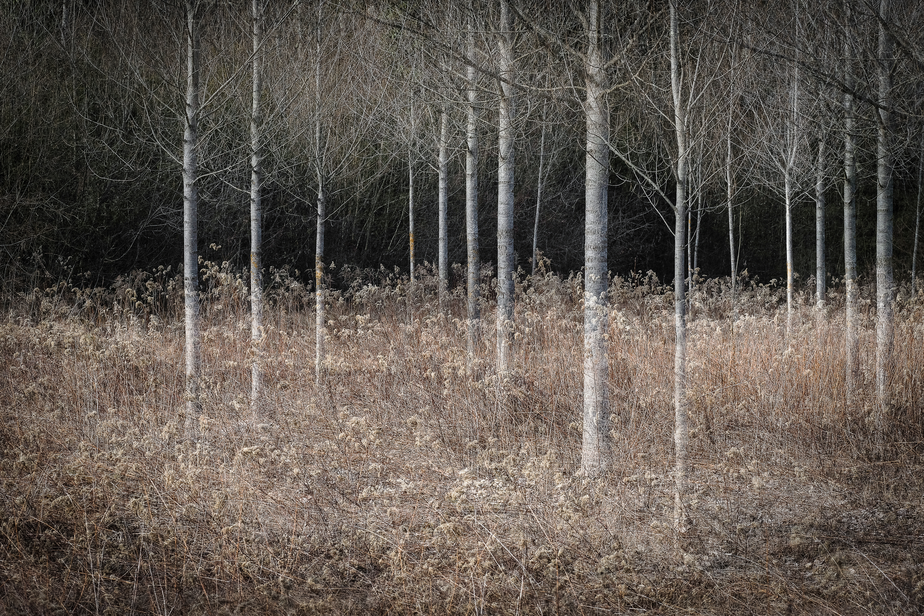 Montier Photo Festival