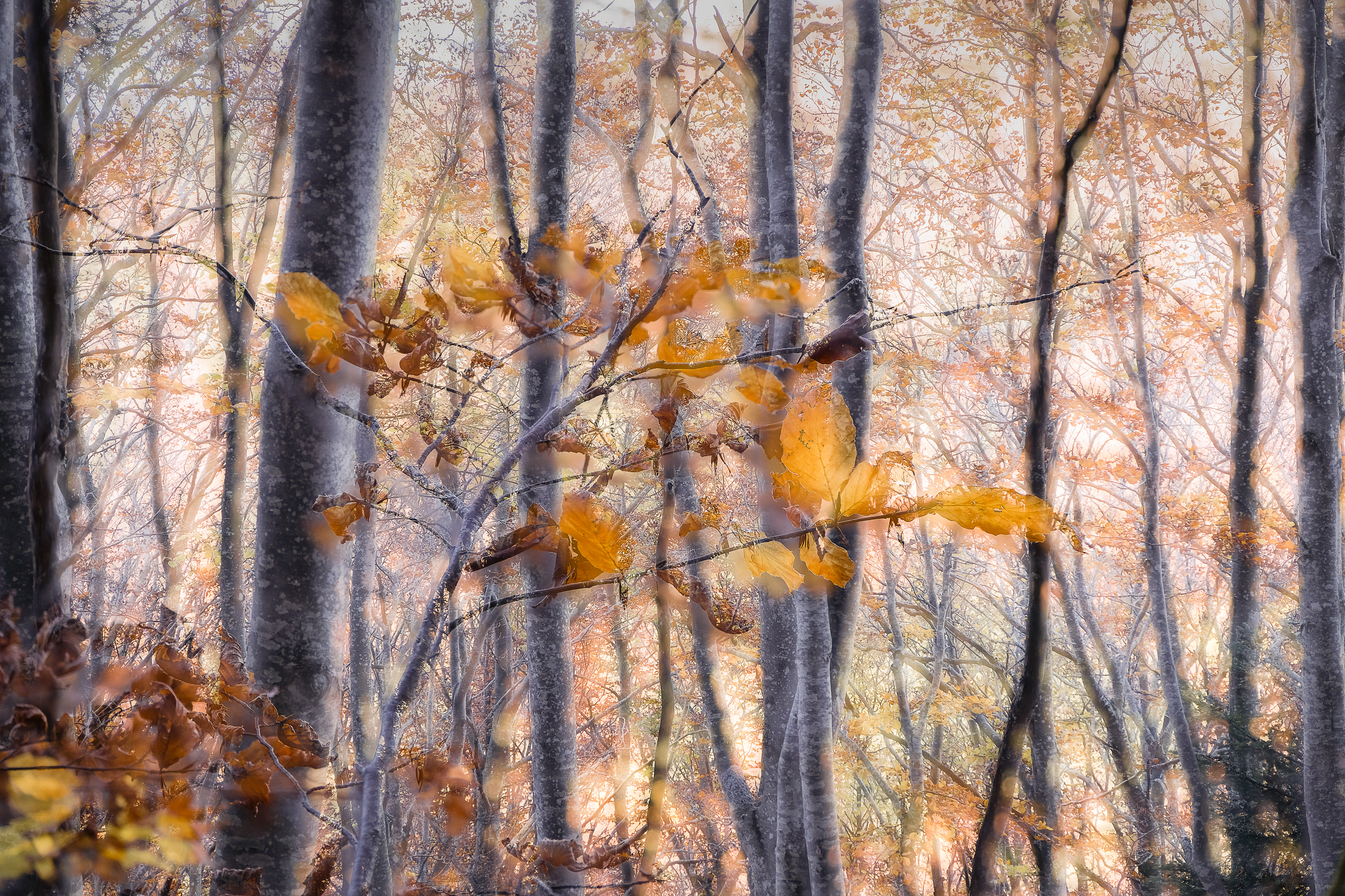 Montier Photo Festival