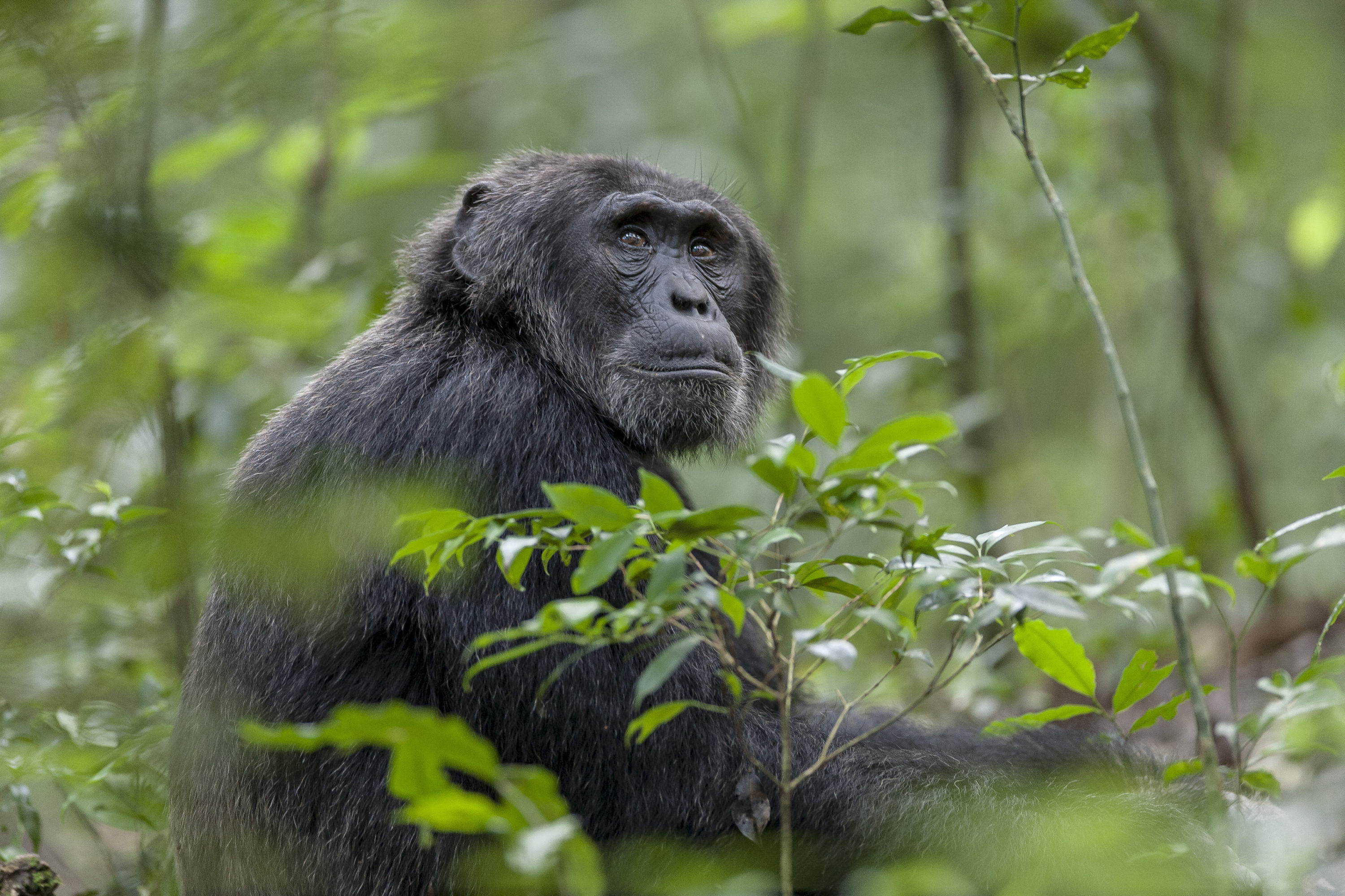 Montier Photo Festival