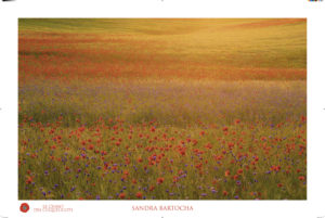 Montier Photo Festival