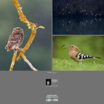 Montier Photo Festival