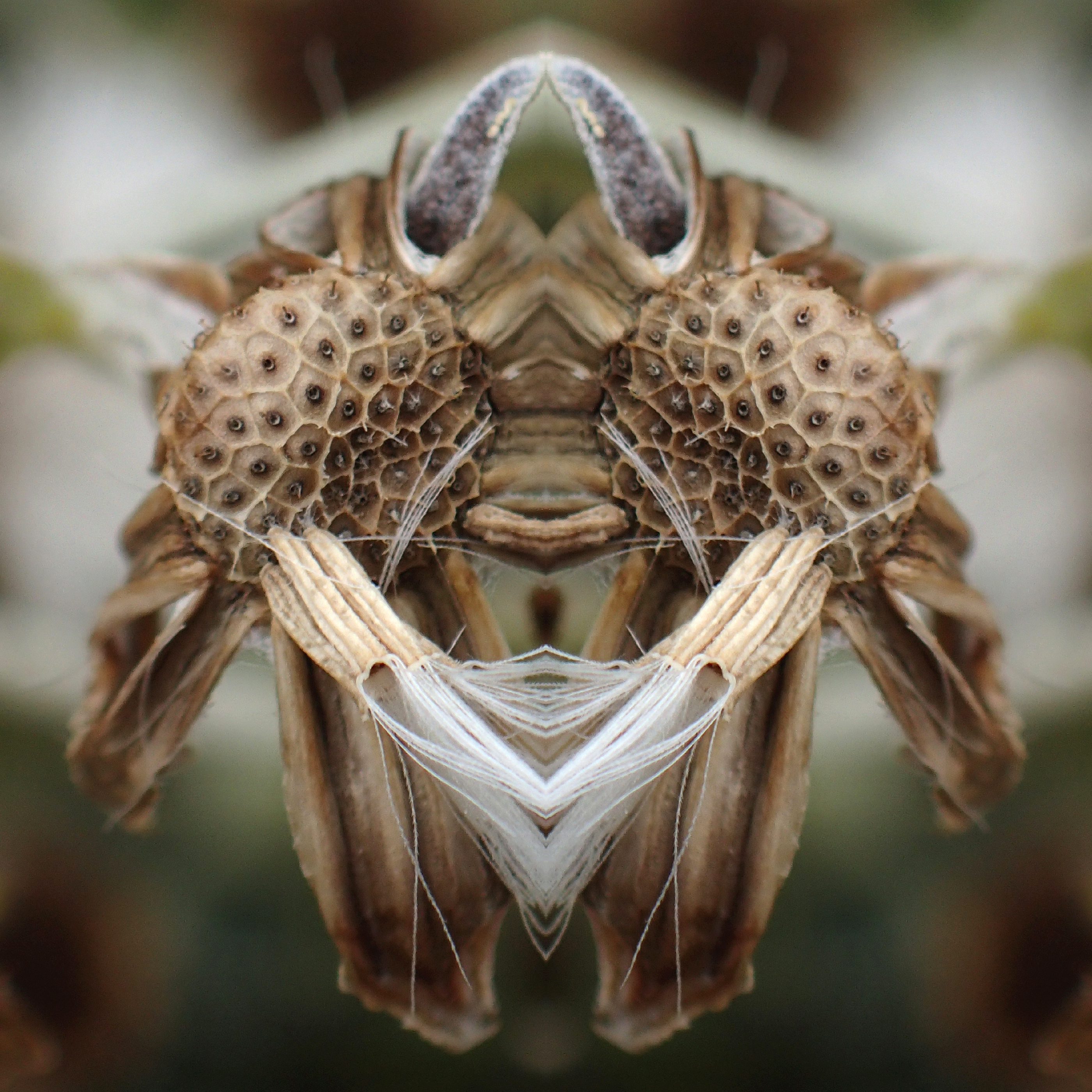 Montier Photo Festival