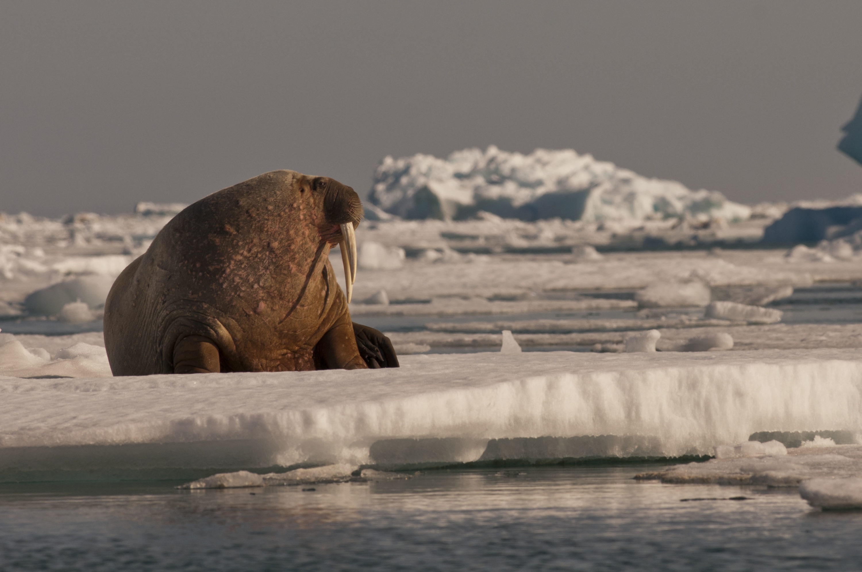 Montier Photo Festival