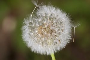 Montier Photo Festival