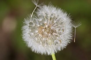 Montier Photo Festival