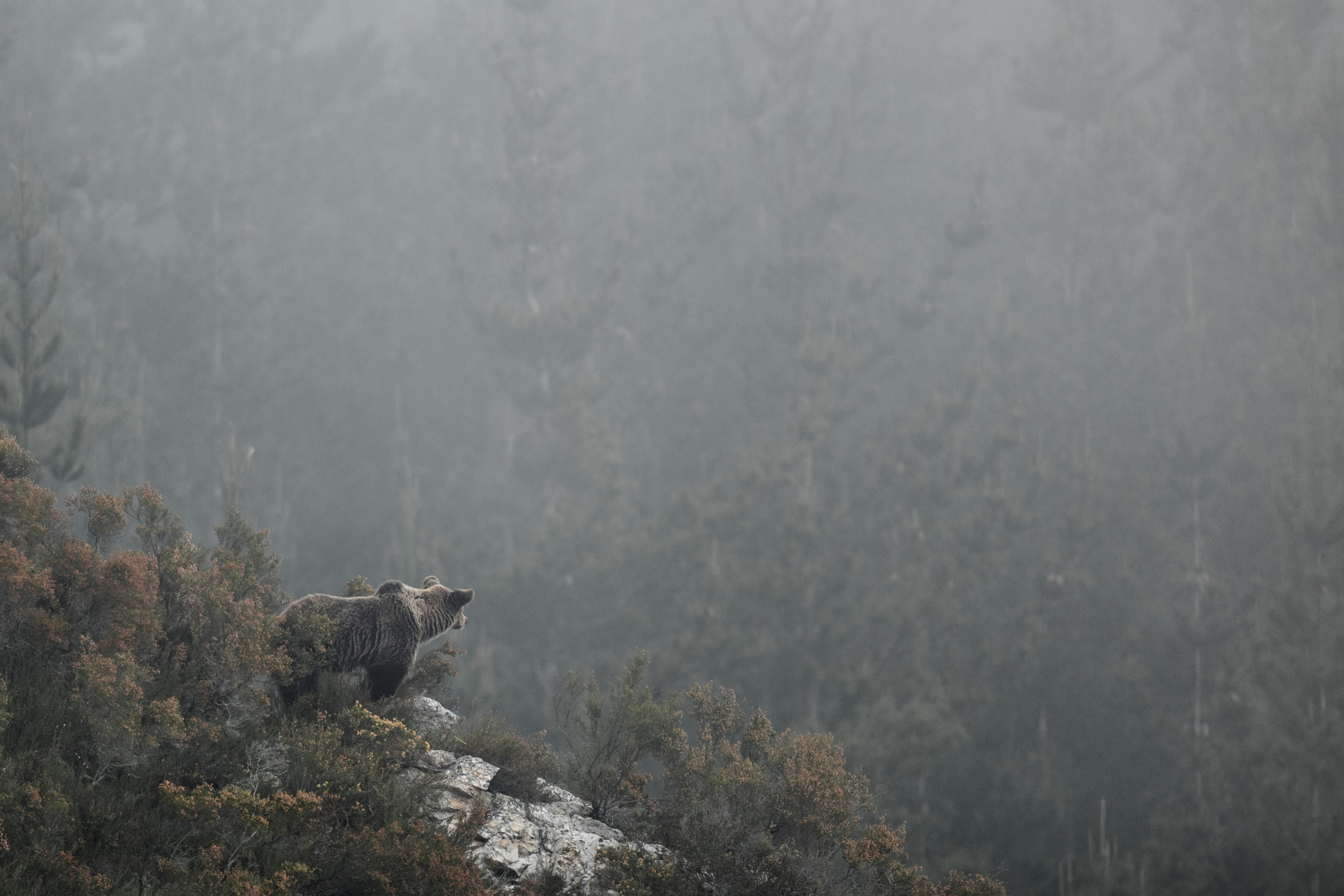 Montier Photo Festival