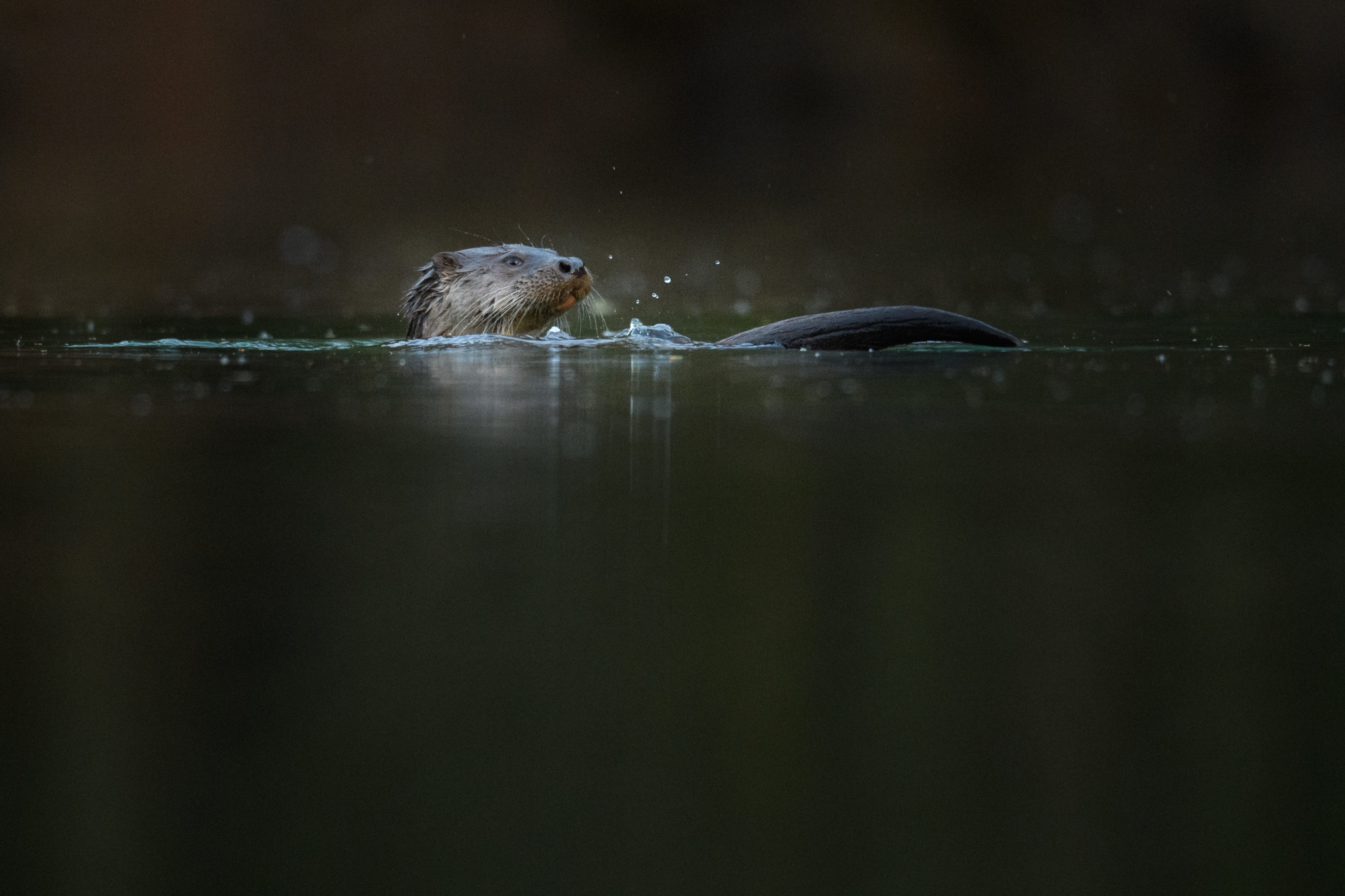 Montier Photo Festival