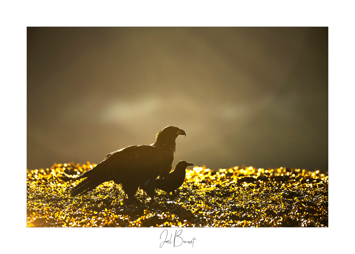 Montier Photo Festival