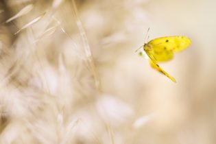 Montier Photo Festival