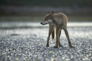 Montier Photo Festival