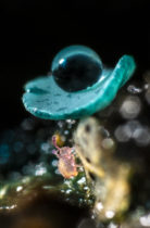 Montier Photo Festival